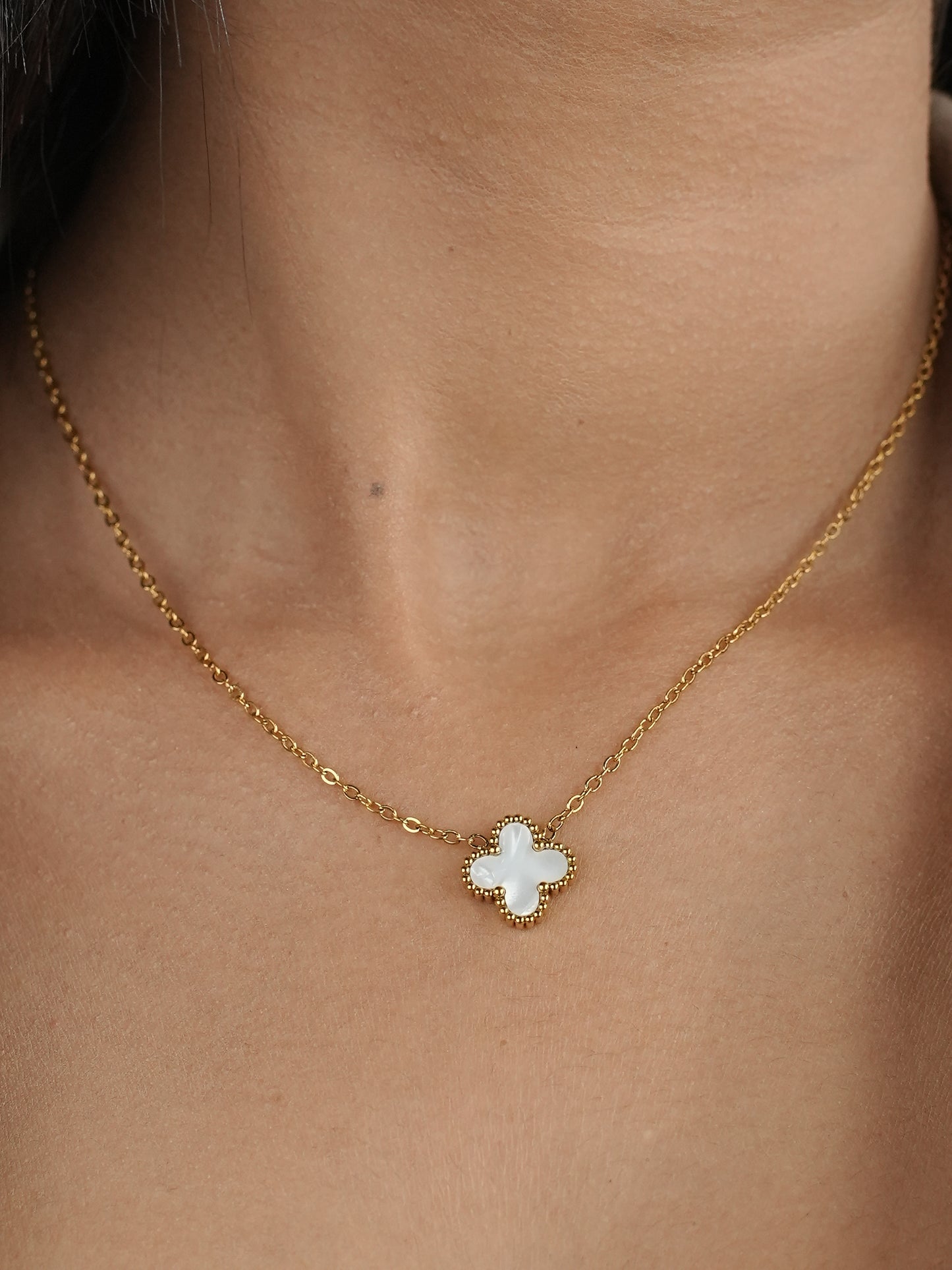 GOLDEN CHIAN WITH BRANDED WHITE CLOVER